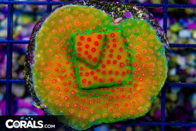 Cyphastrea – Australia MINI COLONY on Base!