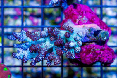 Kenya Tree Coral MINI COLONY on Base!