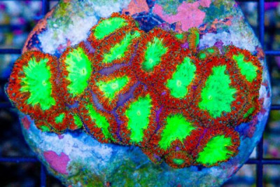 Blasto Wellsi – Super Ultra – Indonesia (Blue Video Inside!)