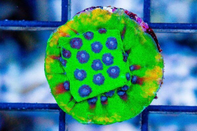 MASTER PPE Cyphastrea Frag – Aquacultured (Blue Video Inside!)