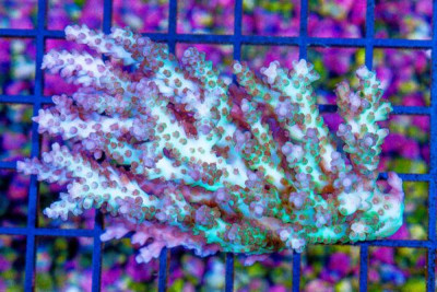 Acropora Colony – Australia