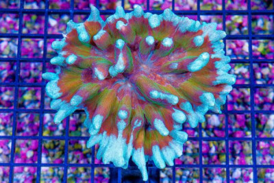 ULTRA Pectinia – INDO COLLECTOR’S CORAL – FROSTED TIPS! (Blue Video Inside!)