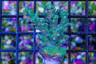MIMF (Marshall Island Mariculture Farm) MICRONESIAN YELLOW SUBULATA Acropora Frag Great Size