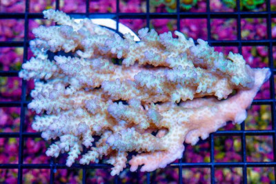 Acropora Colony – Australia (BLUE VIDEO INSIDE!)