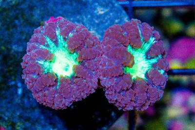 PURPLE Blastomussa Wellsi Frag Aussie
