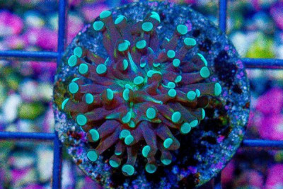 Micro Torch Frag – Tonga