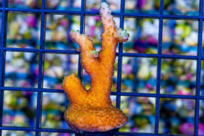 ORA Laura’s Purple Polyp Acropora Frag Great Size – Aquacultured