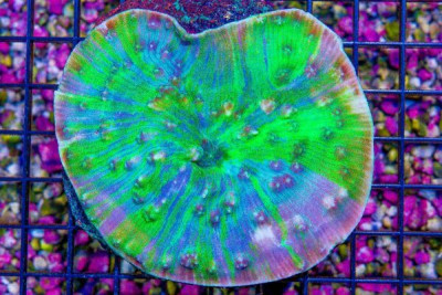 BIG Indo Chalice SUPER ULTRA PURPLE/BLUE/NEON SWIRLY MIX! (BLUE VIDEO INSIDE!)