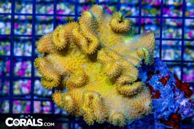 Yellow Leather – FIJI – RARE