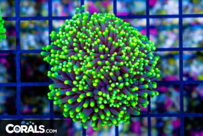 RARE Western Australia Torch – RASTA 2 Heads (Blue Video Inside!)