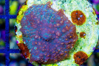 RHODACTIS Mushroom Frag