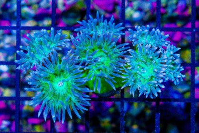 Duncan Colony – Australia 5 Polyps BRANCHING