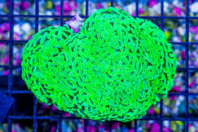 Hammer Branching – Aussie – Neon 4 Heads! (BLUE VIDEO INSIDE!)