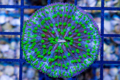 Fungia – Australia NEON TENTACLE!