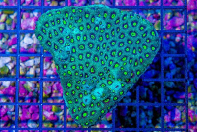 Favia War Coral – Australia