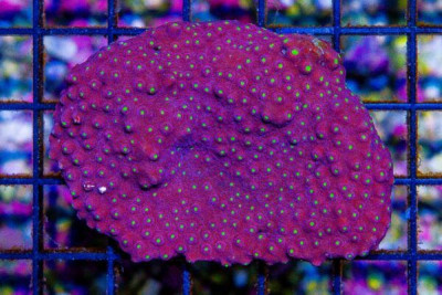 Cyphastrea – Australia Bling Bling