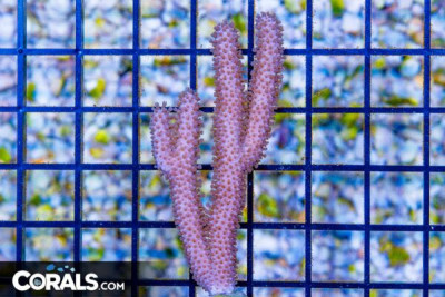 Gorgonia – GOLDEN CANDELABRA -Photosynthetic