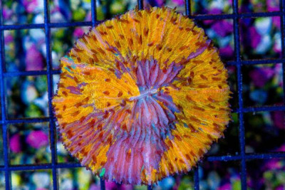CRAZY FUNGIA – INDO Bright Orange/Purple Patch Amazing! (BLUE VIDEO INSIDE!)