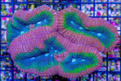 Lobophyllia – Australia Ultra (Blue Video Inside!)