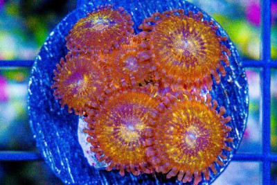 Zoanthid Frag Super ULTRA