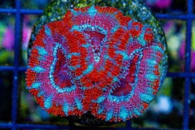 Acan Lord Frag