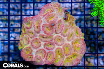 Fluted Moon Coral – Australia ULTRA!