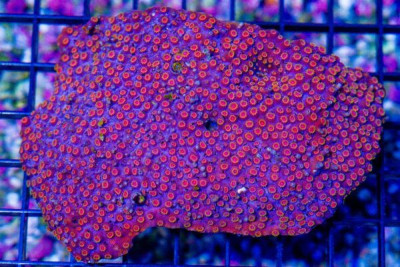 Cyphastrea – Australia Purple w/ Glowing Eyes!