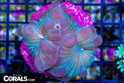 Fox – INDO – RARE MINI COLONY on Base!