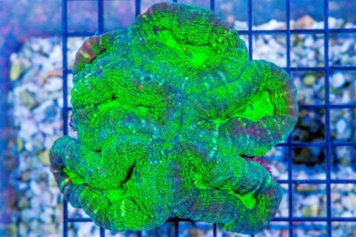 Lobophyllia – Australia ULTRA (Blue Video Inside!)