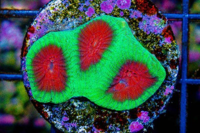 Favia Frag WATERMELON