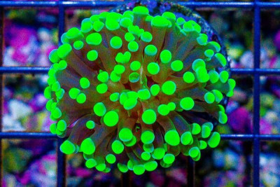 Branching Hammer Frag – Indonesia SUPER BRIGHT TOXIC Hybrid!