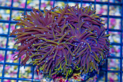 Torch Indo – Gold Stems 5 Heads! (Blue Video Inside!)