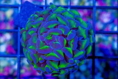 BIG Branching Hammer Frag – Australia Neon Stems Purple Tips