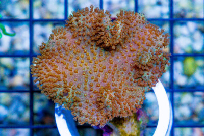 Yellow Leather – FIJI – RARE