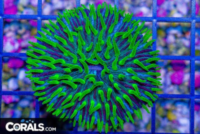 Fungia – Australia Super Glowing Neon Tentacle