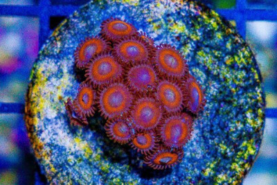 Zoanthid Frag ULTRA