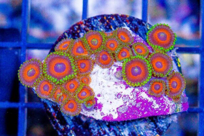 Zoanthid Frag ULTRA