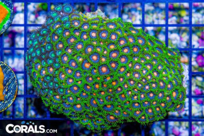 Zoanthid Colony – Vietnam ULTRA