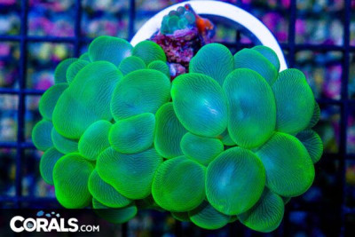 Bubble Coral – Indonesia – GREEN 2 Heads w/ Baby on Side!