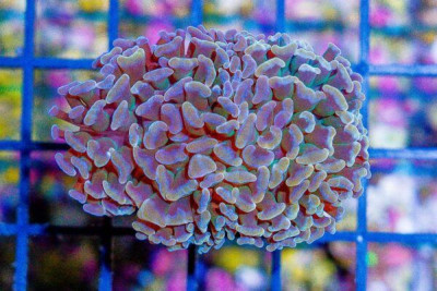 RARE ORANGE Branching Hammer – Australia 1 Head