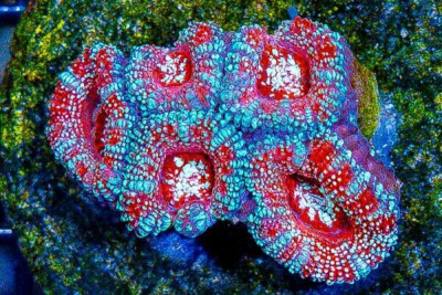 Acan Lord Frag