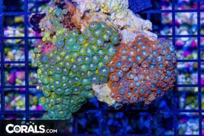 Zoanthid Colony – Vietnam ULTRA
