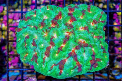 ULTRA FAVIA – Indo Multicolor Glowing Eyes