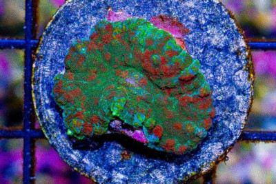 RED RHODACTIS Mushroom Frag