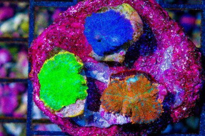Ultra RHODACTIS Mushroom Frag Combo Color 3 Polyp Great Value!