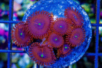 Zoanthid Frag ULTRA