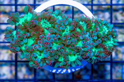 Elegance – Australia Pink Tips!