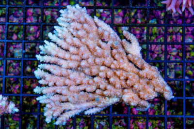 Acropora – Australia Table (Blue Video Inside!)