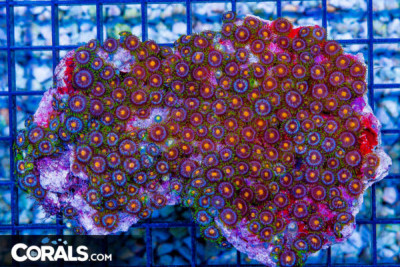 Zoanthid Colony – Indonesia ULTRA! Tons of Polyps!