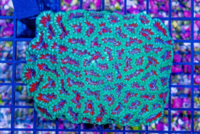 Acan Lord – Australia So Many Polyps! (Blue Video Inside!)